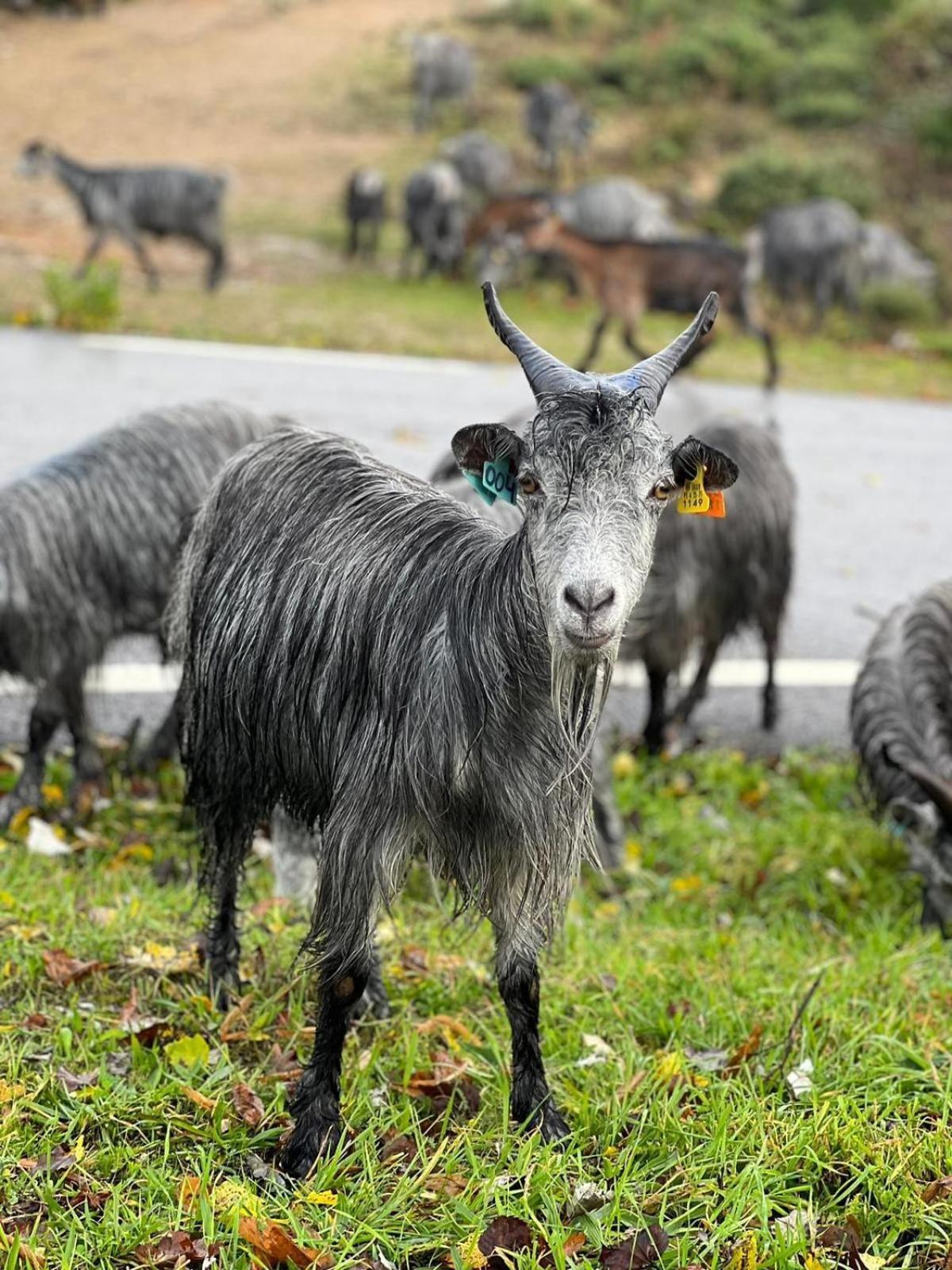 Vila Casa De Xisto Serra Do Acor Arganil Exteriér fotografie